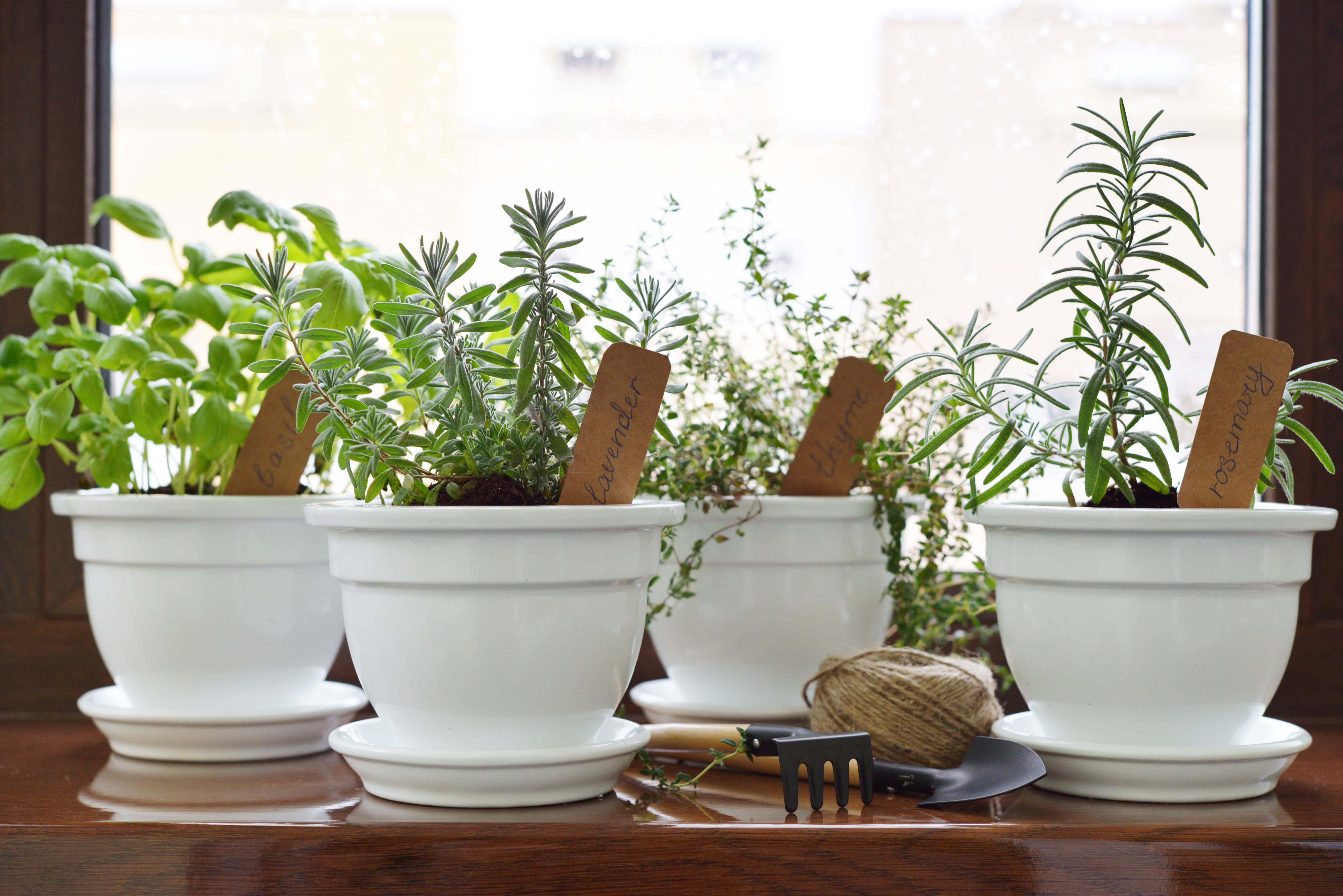 Several white pots of herbs next to an open window. Several white pots of herbs next to an open window.