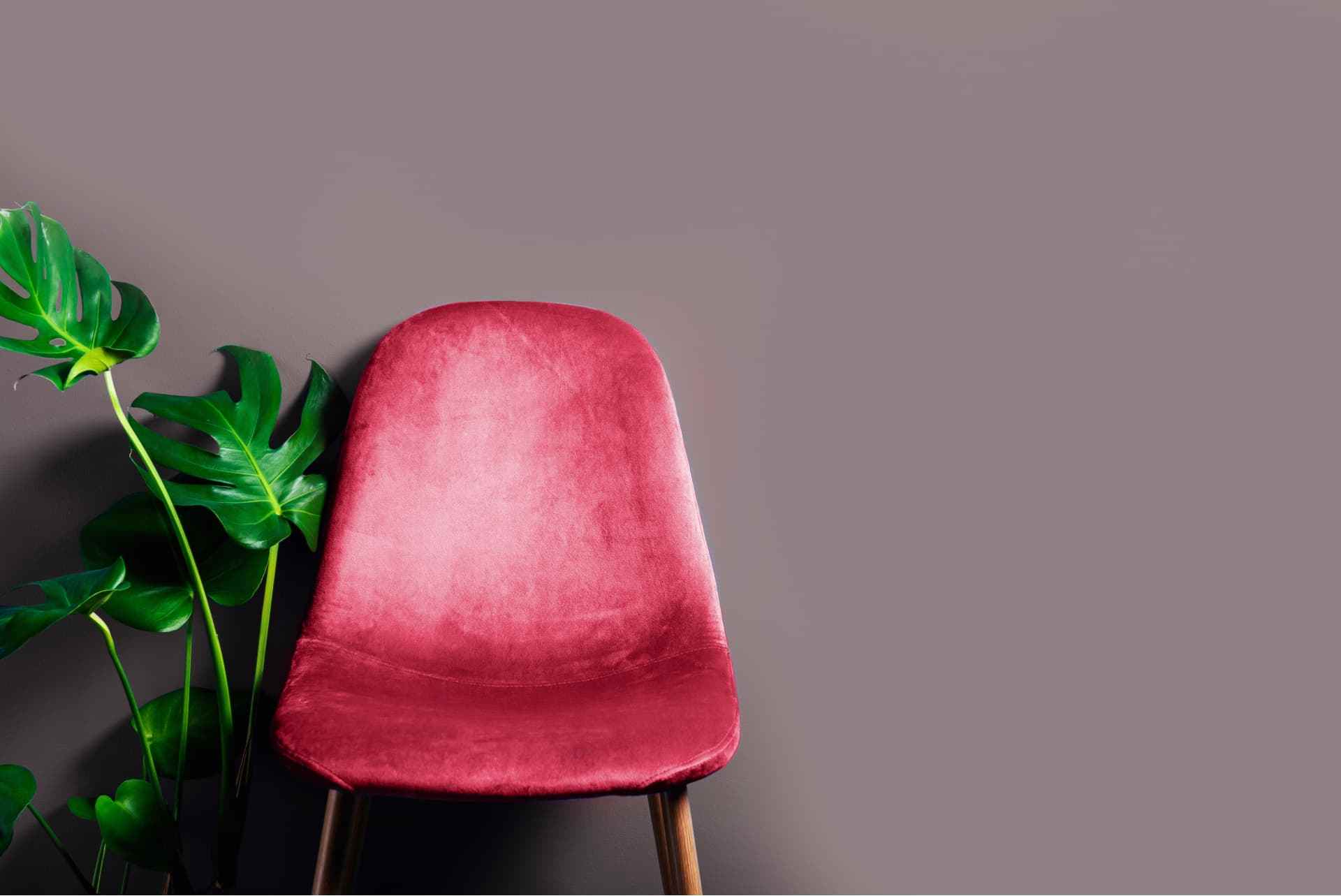 Modern chair upholstered with the Pantone 2023 Color of the Year, Viva Magenta, beside a Monstera Modern chair upholstered with the Pantone 2023 Color of the Year, Viva Magenta, beside a Monstera