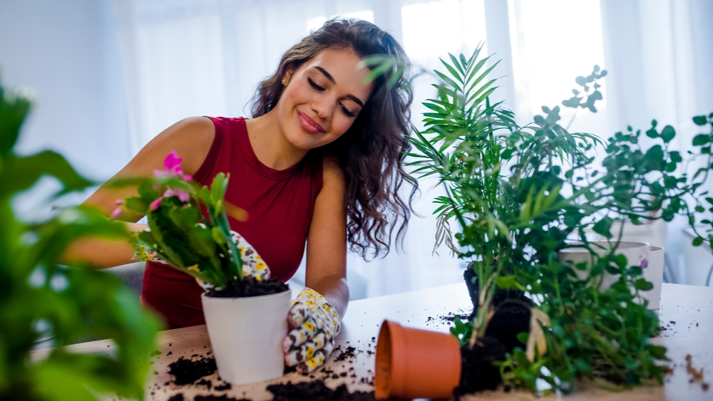 Woman potting plants Woman potting plants